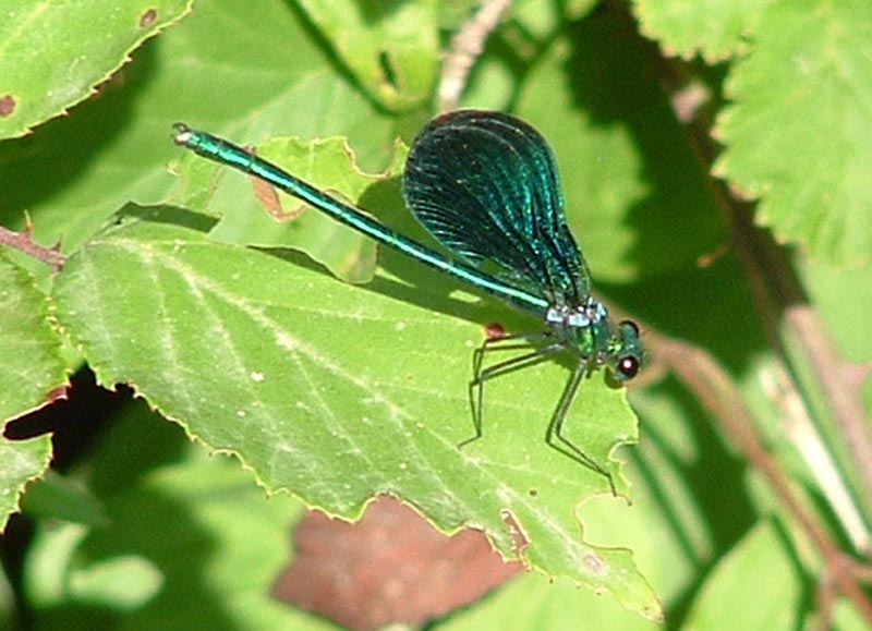 Calopteryx  virgo
